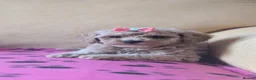 Maltipoo dogs for sale: Stunning Toy Maltipoo Puppies  - Advert 15