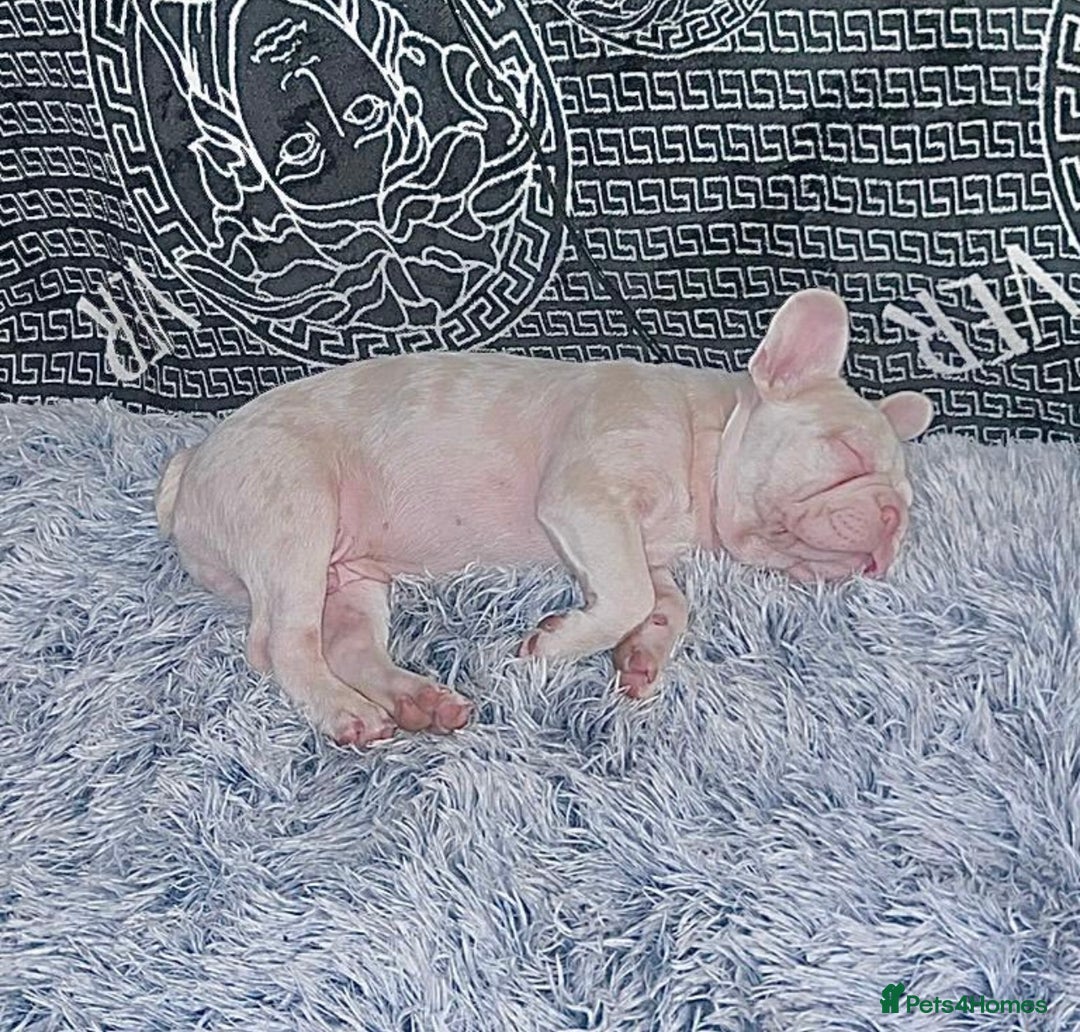 French Bulldog dogs for sale: Caramel Pink Husky Koi Male Puppy - Advert 11