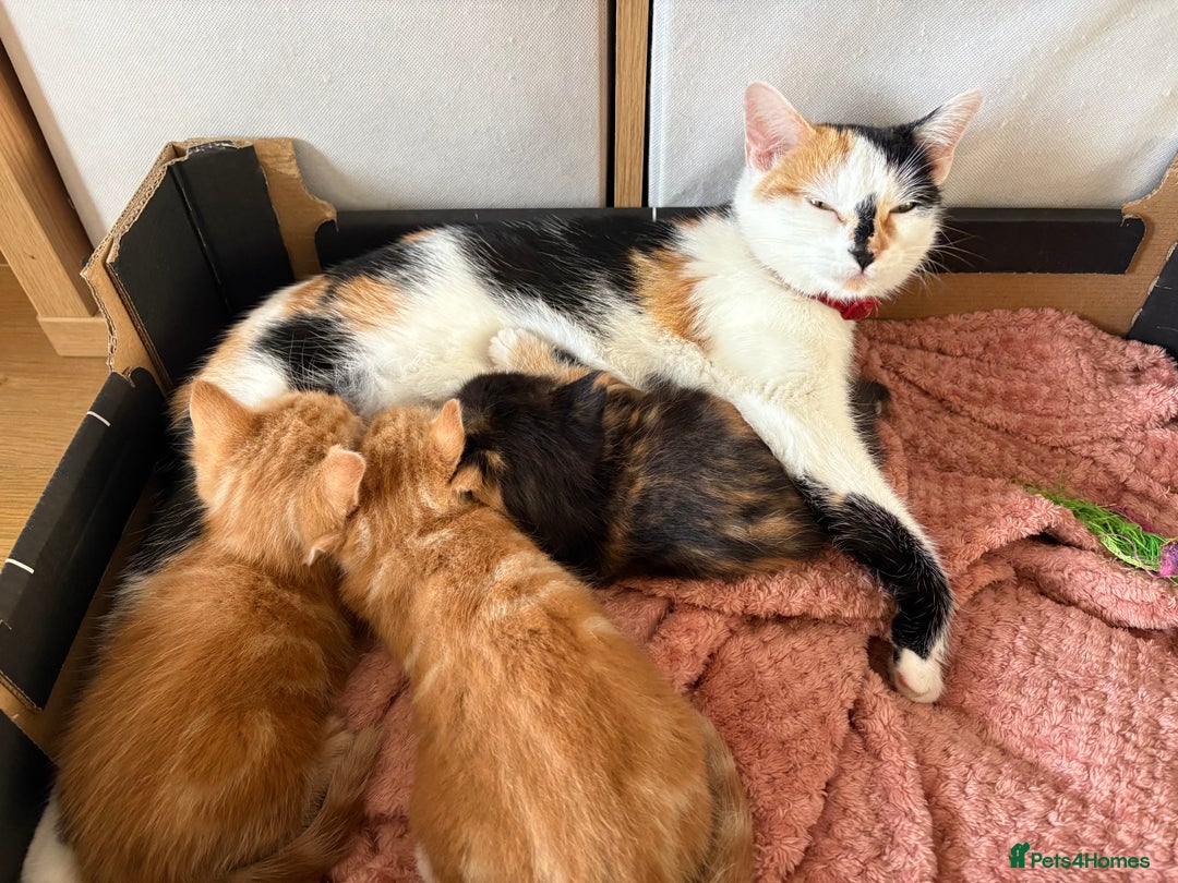 Mixed Breed cats for sale: 3 beautiful kittens for sale.  - Image 1