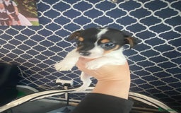 Jack Russell dogs for sale: Jack Russel beauty’s  in Folkestone - Image 10