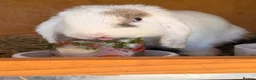 Mini Lop rabbits for sale: x3 Mini lop bunnies  - Advert 5