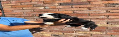 Bearded Collie 1