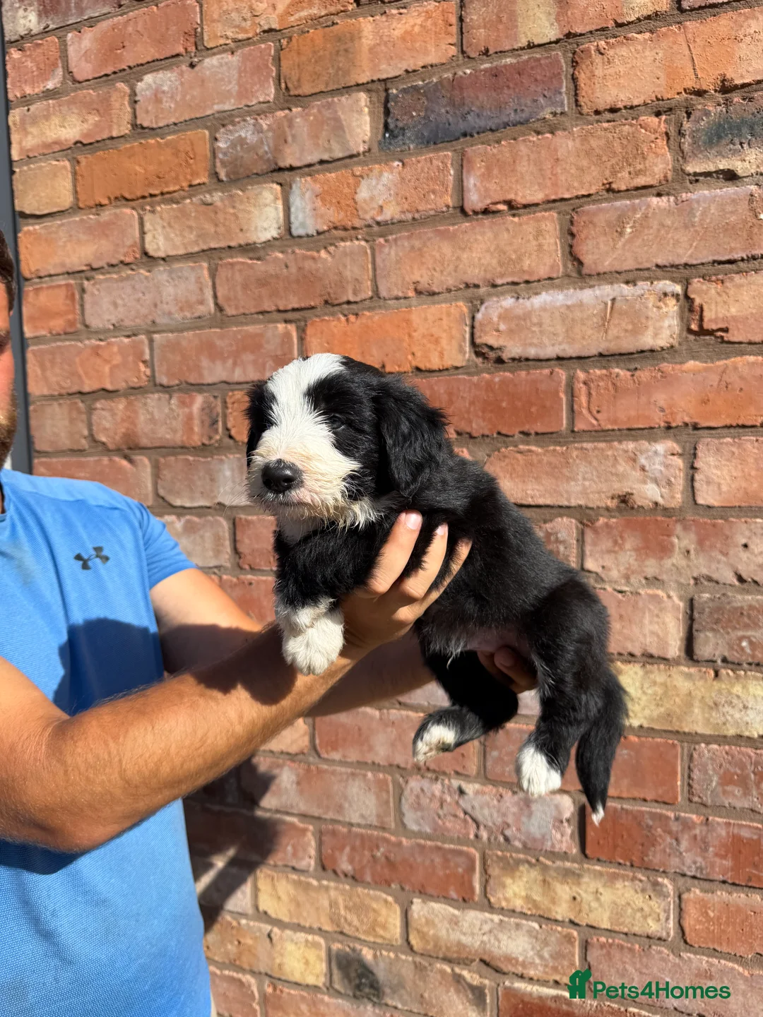 Bearded Collie dogs for sale: Bearded collie puppies  - Advert 4