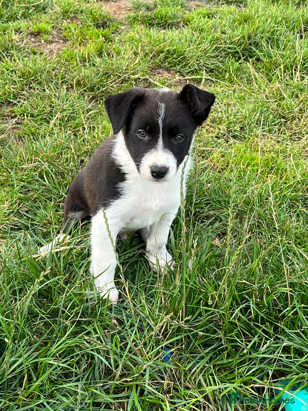 Border Collie dogs for sale: Beautiful Border collie pups - Image 4