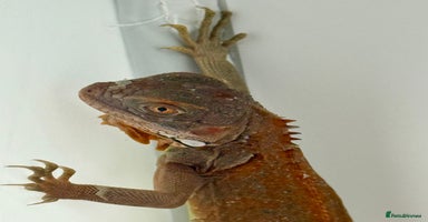 Iguana reptiles - Advert 7