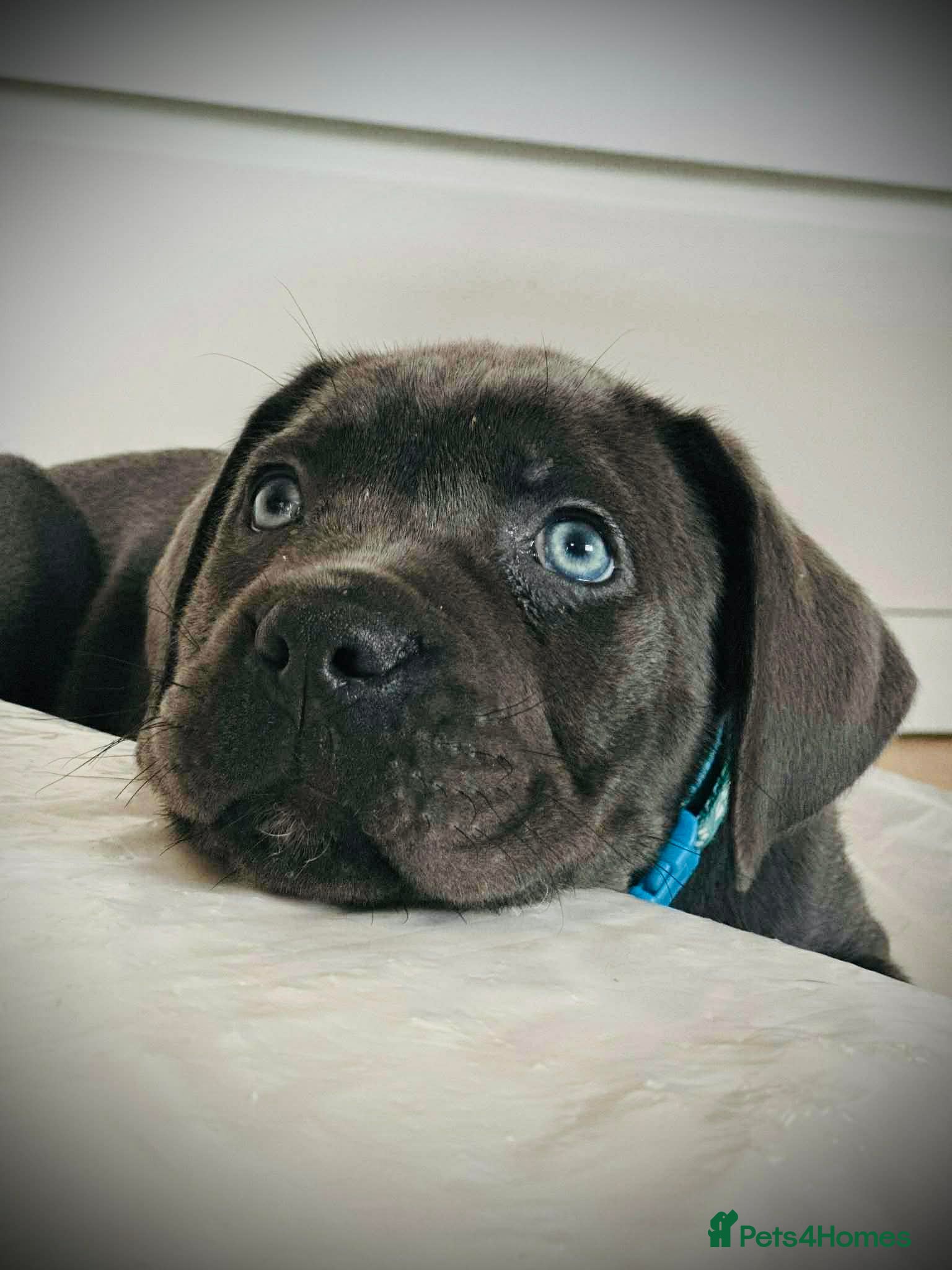 Cane Corso dogs Balestra Magica Corso IKC/FCI  - Advert 5