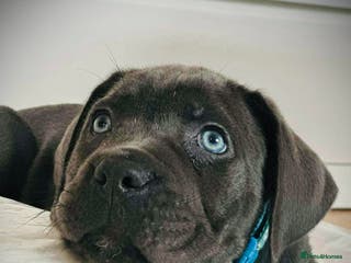 Cane Corso dogs Balestra Magica Corso IKC/FCI - Advert 5