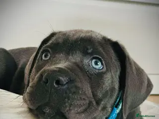 Cane Corso dogs Balestra Magica Corso IKC/FCI - Advert 4