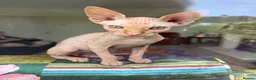 Sphynx cats for sale: Beautiful 4 month Sphynx - Advert 1