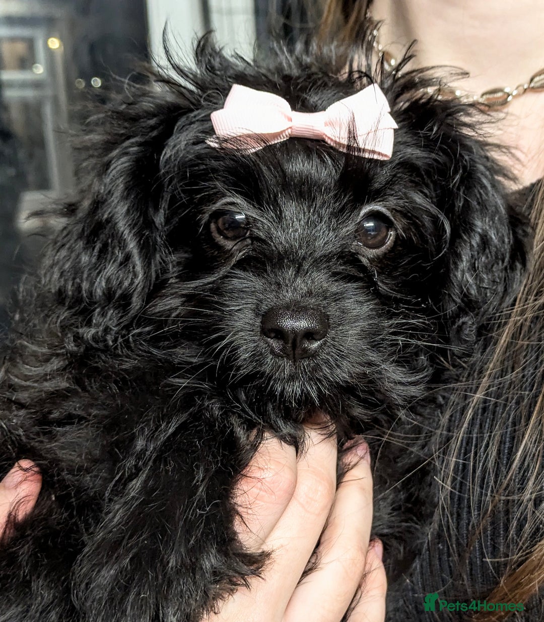 Pomapoo dogs for sale: Gorgeous Pomapoo puppies, 1st vaccination  - Advert 2