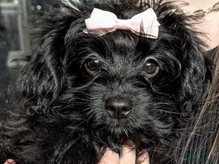 Pomapoo dogs Gorgeous Pomapoo puppies, 1st vaccination - Advert 6