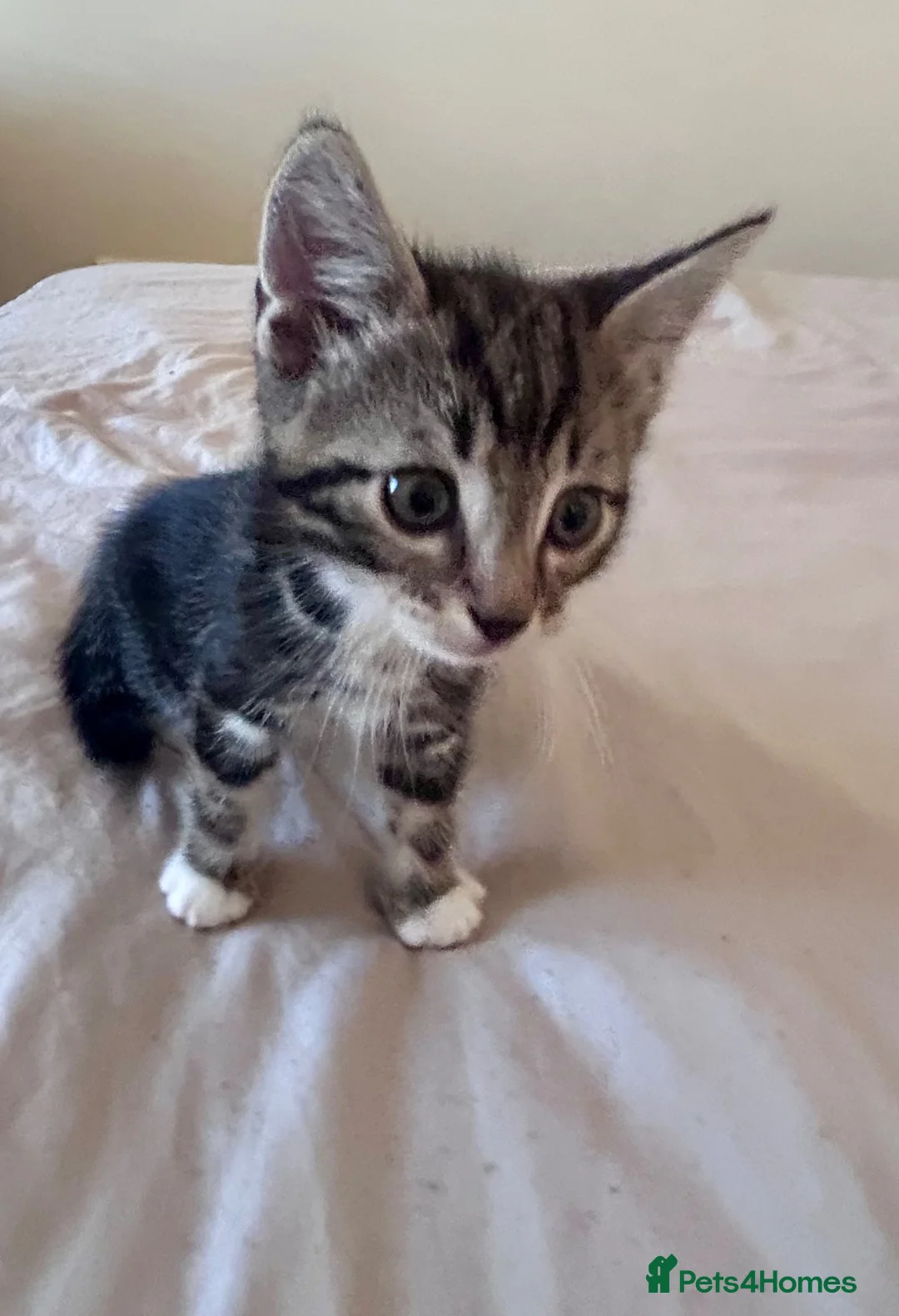 British Shorthair cats for sale: Kittens  in Lanark - Advert 5