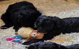 Labradoodle dogs for sale: Gorgeous Labradoodle Babies  - Image 16