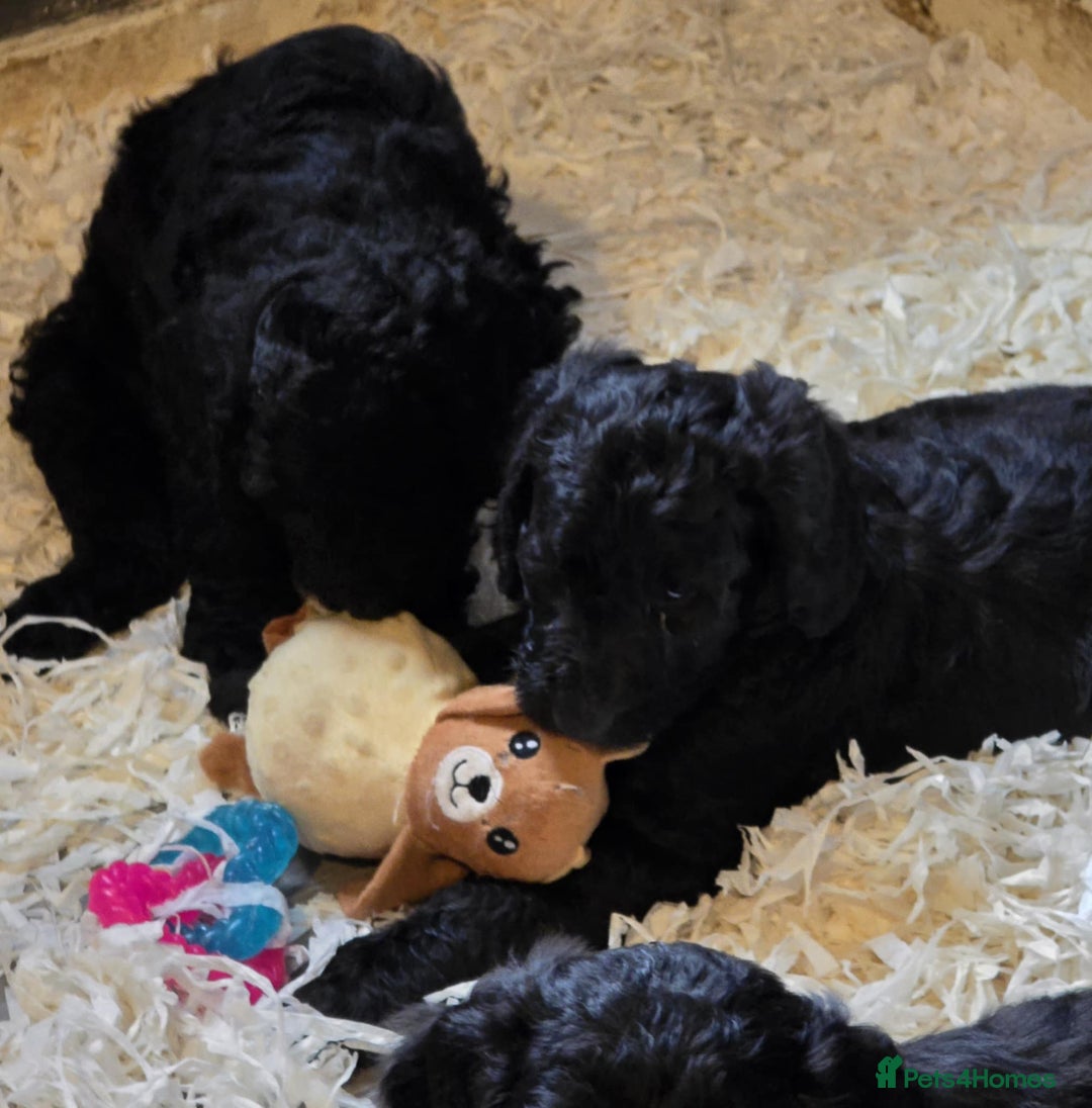 Labradoodle dogs for sale: Gorgeous Labradoodle Babies  - Image 16