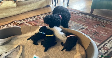 Miniature Poodle dogs - Advert 4