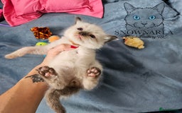 Ragdoll cats for sale: 3 Tica Boys Genetic test Certyficate HCM and PKD  - Image 7