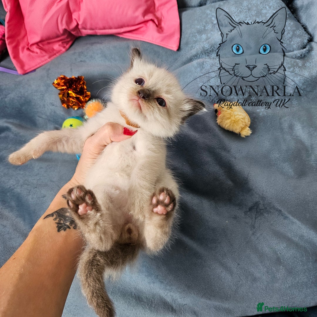 Ragdoll cats for sale: 3 Tica Boys Genetic test Certyficate HCM and PKD  - Image 7