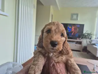 Cockapoo dogs Cockerpoo Puppies - Advert 11