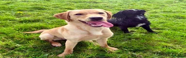 Labrador Retriever 1