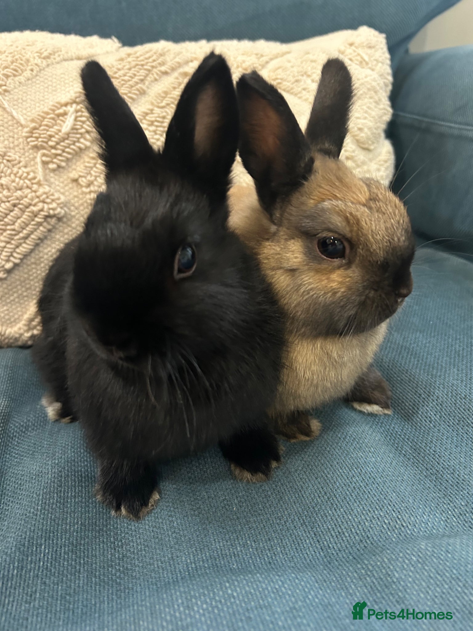 Netherland Dwarf rabbits 2 purebred Netherland Dwarf Rabbits - Advert 20