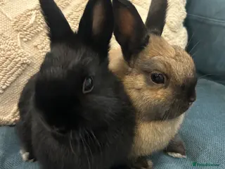 Netherland Dwarf rabbits 2 purebred Netherland Dwarf Rabbits - Advert 20