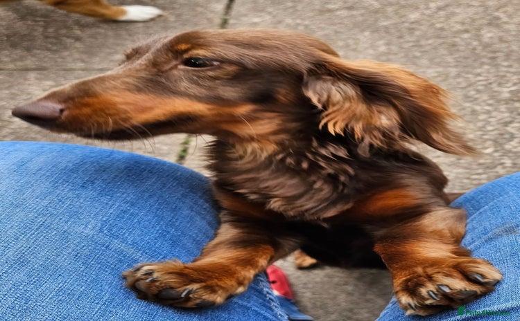 Miniature Dachshund dogs - Advert 2