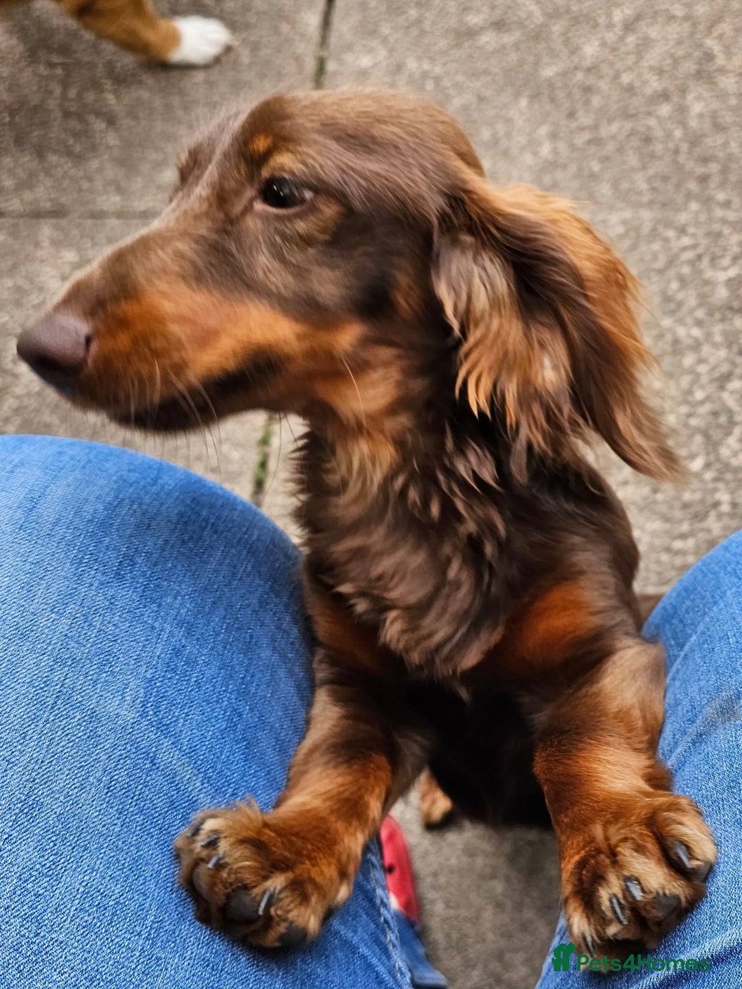 Miniature Dachshund dogs for stud: FLUFFY MINI DACHSHUND FOR STUD - Image 1