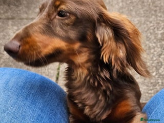 Miniature Dachshund dogs - Advert 16
