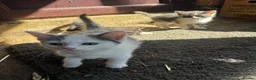 Mixed Breed cats for sale: 3 stunning grey/white & black Calico Kittens - Advert 8