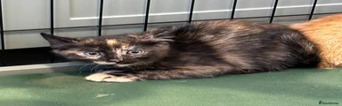 Female
