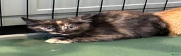 Mixed Breed cats for sale: Kittens - Advert 5