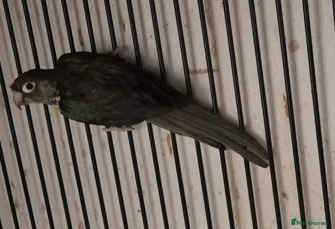 Parakeets birds for sale: FINCHES to parrots - Advert 5