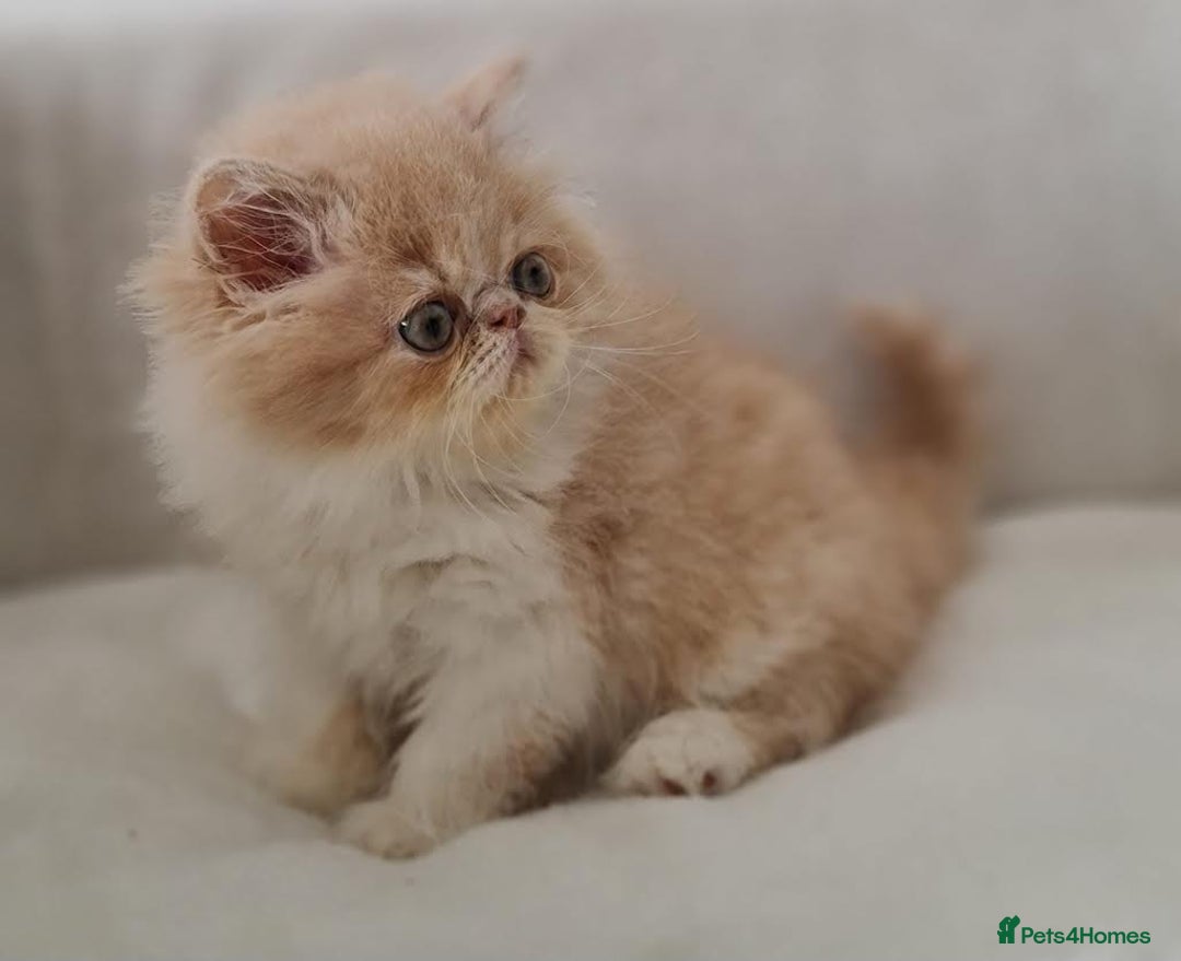 Persian cats for sale: Persian Kittens Looking For New Home - Image 5
