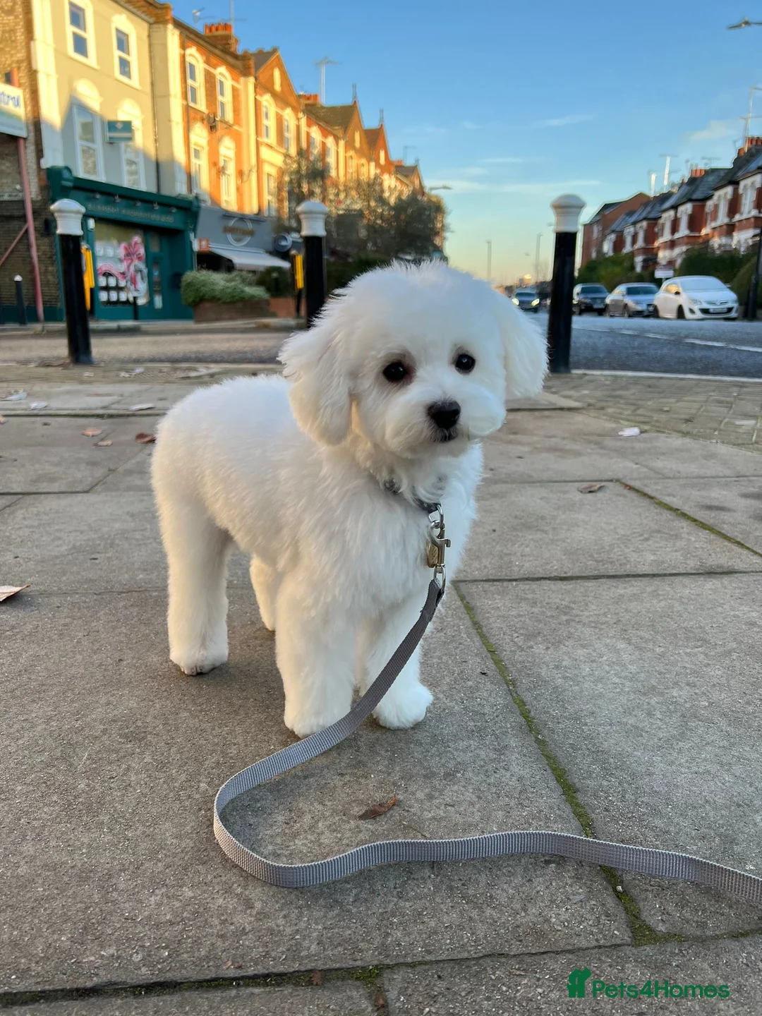 Maltese dogs for stud: STUNNING 💎DIAMOND💎 OPEN AT STUD HEALTH TESTED in Grays - Advert 33