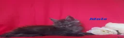 Maine Coon cats for sale: GCCF REGISTERED MAINE COON KITTENS FOR SALE  - Advert 29