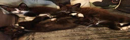 Mixed Breed cats for sale: Adorable kittens - Advert 19
