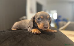 Dachshund dogs for sale: Dachshund Puppy - Image 7