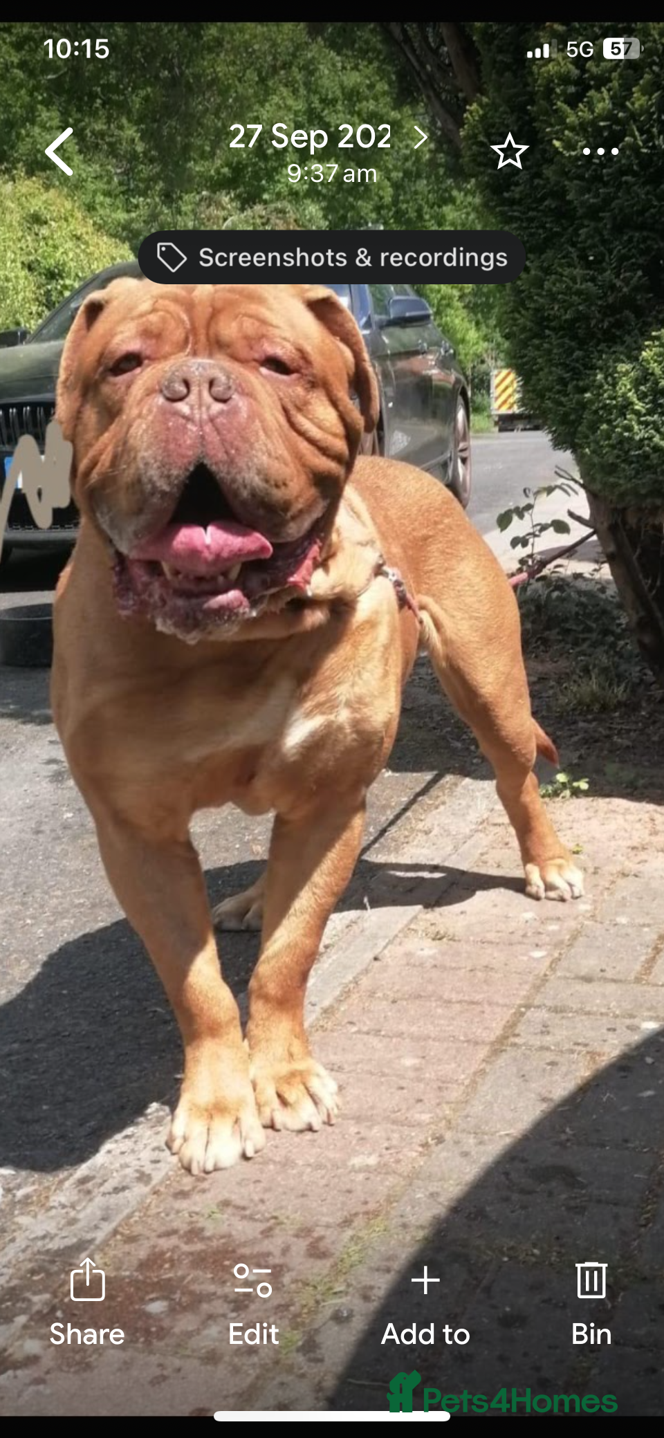 Dogue De Bordeaux dogs Beautiful 7 year old pedigree dogue de Bordeaux - Advert 3