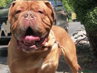 Dogue De Bordeaux dogs Beautiful 7 year old pedigree dogue de Bordeaux - Advert 1