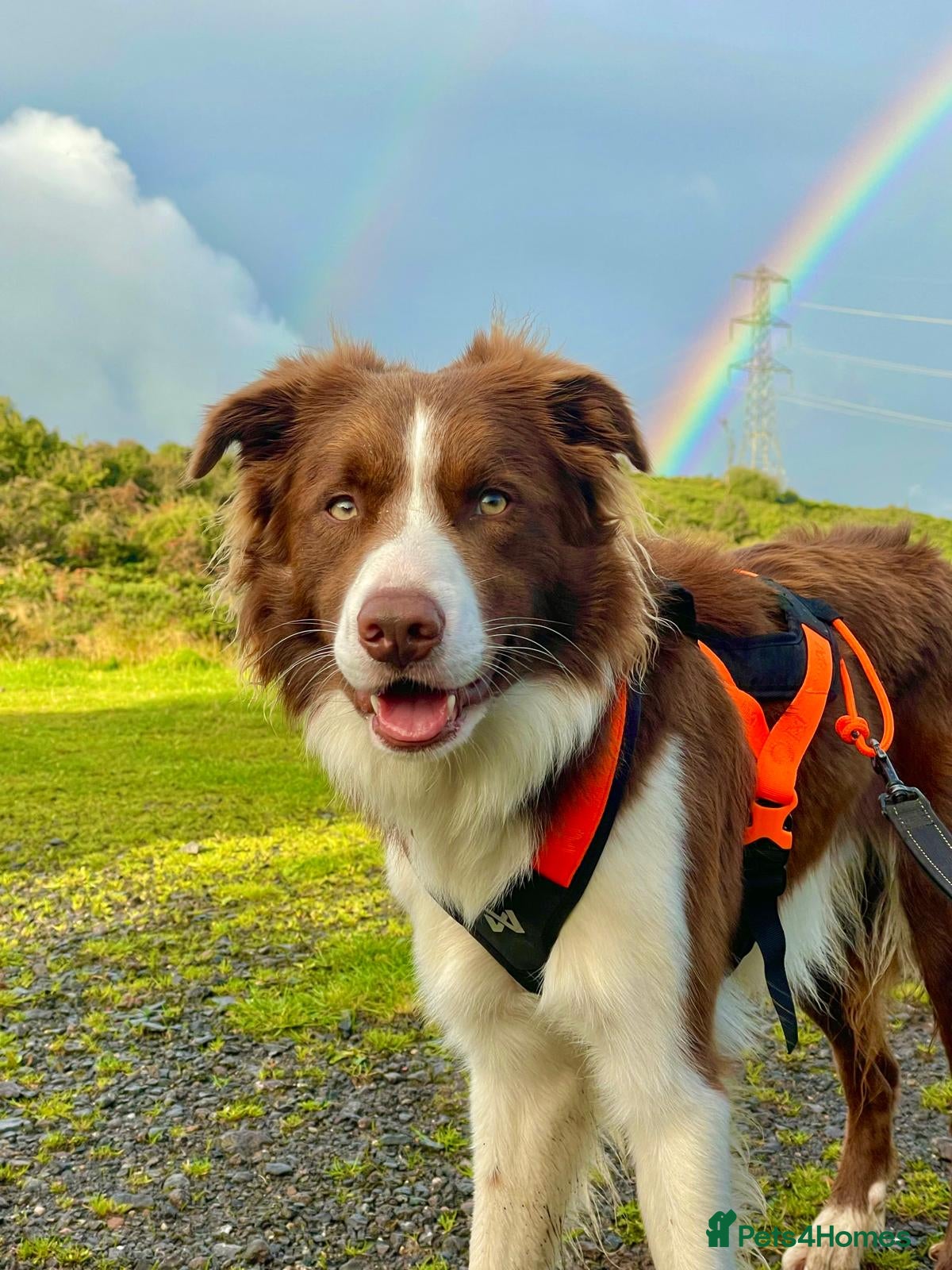 Border Collie dogs Beautiful, two-year-old, Red Border Collie - Advert 1