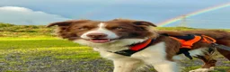 Border Collie dogs for sale: Beautiful, two-year-old, Red Border Collie in Malvern - Advert 1