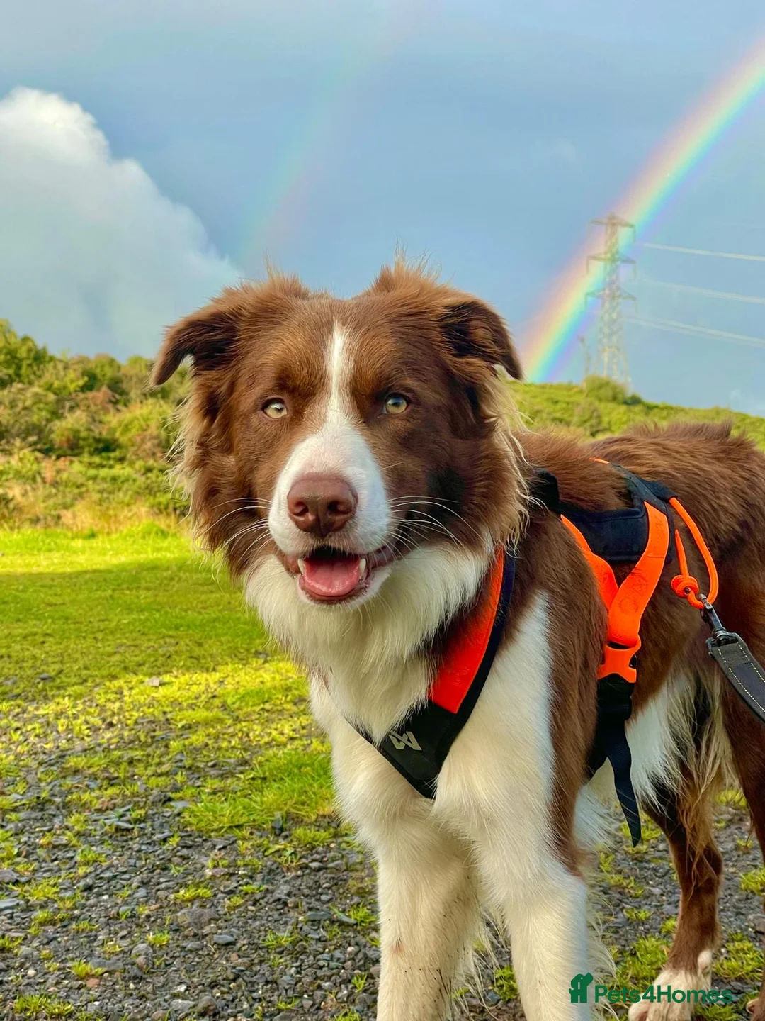 Border Collie dogs for sale: Beautiful, two-year-old, Red Border Collie in Malvern - Advert 1