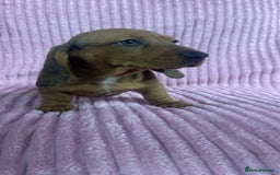 Dachshund dogs for sale: 9 beautiful dachshunds ready too leave in 2 weeks  - Image 2