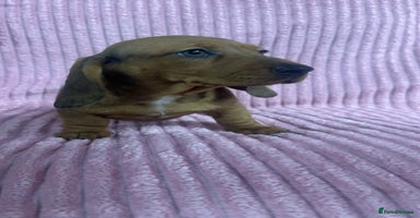 Dachshund dogs - Advert 5