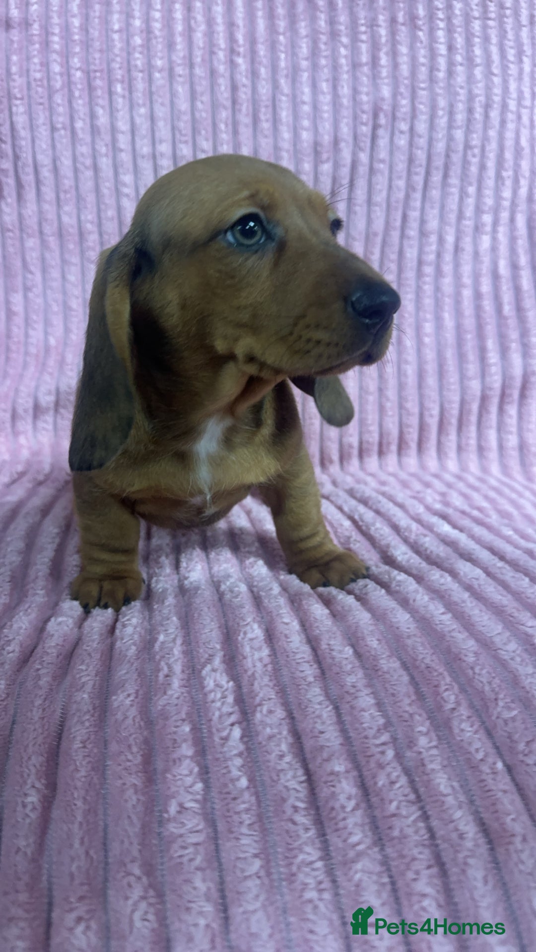 Dachshund dogs for sale: 9 beautiful dachshunds ready too leave in 2 weeks  - Image 2