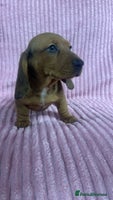 Dachshund dogs - Advert 3