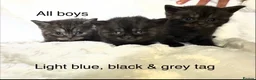 Scottish Fold cats for sale: Scottish striaghts / bsh registered  - Advert 6