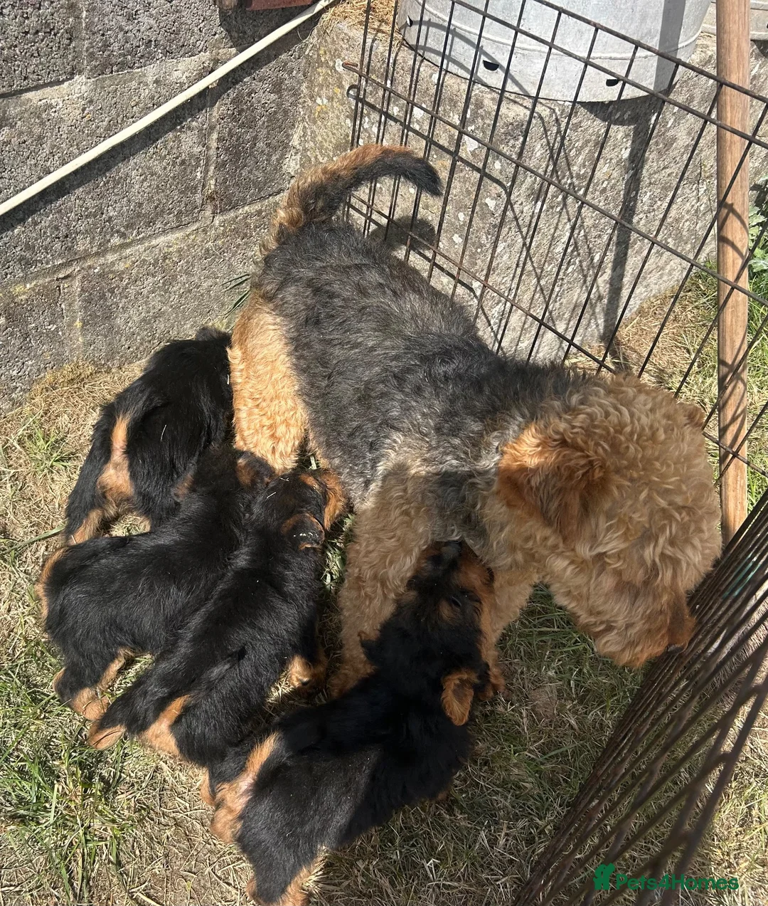 Welsh Terrier dogs for sale: Gorgeous Welsh Terrier Puppies - Advert 2