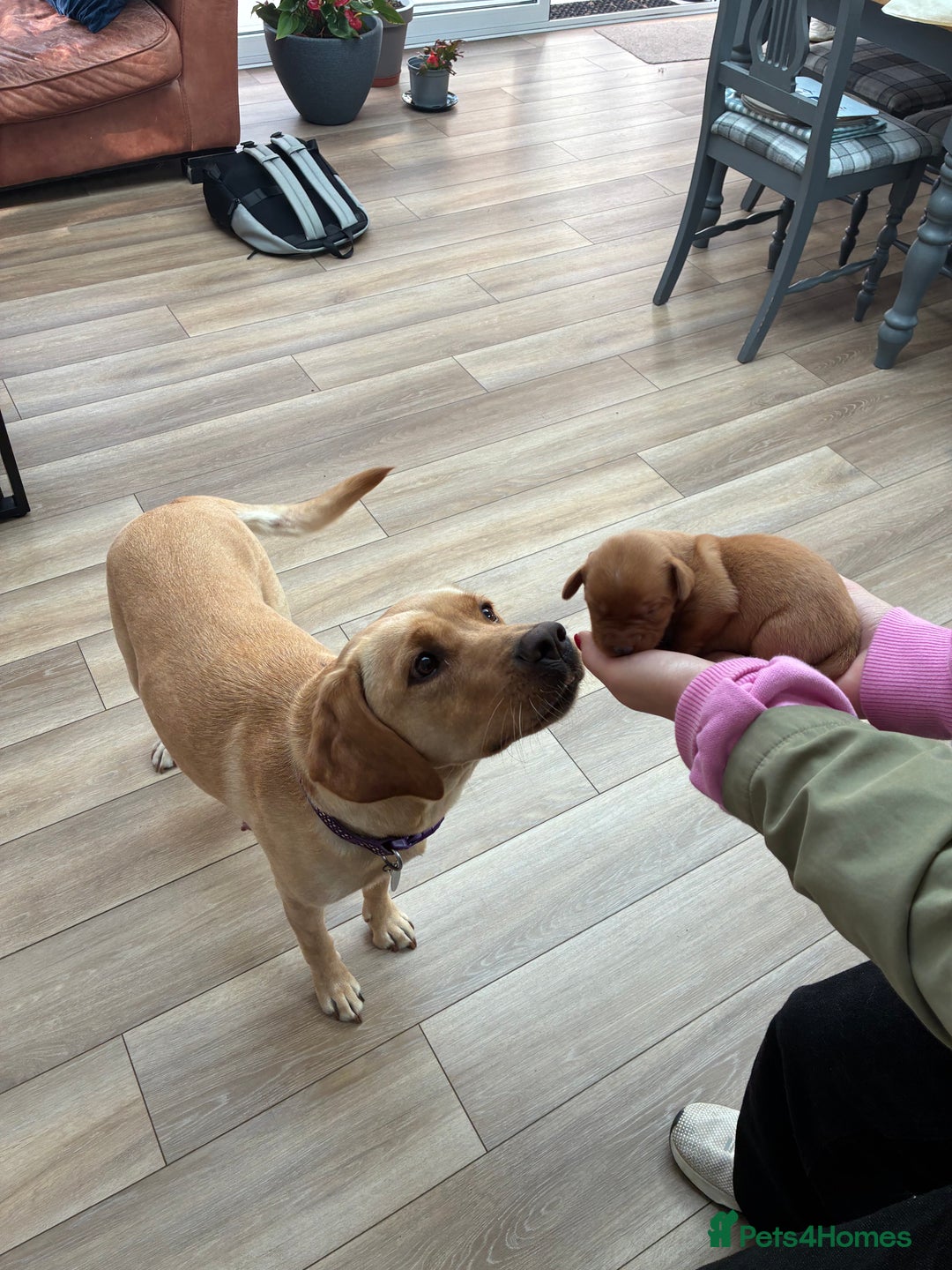 Labrador Retriever dogs for sale: Golden and Fox Red Labrador Retriever puppies - Image 8