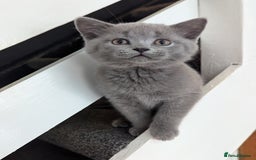 British Shorthair cats for sale: Purebred champion British shorthair boy for sale - Image 1